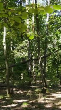 Gündüz vakti ormandaki güzel doğal manzaranın dikey videosu.