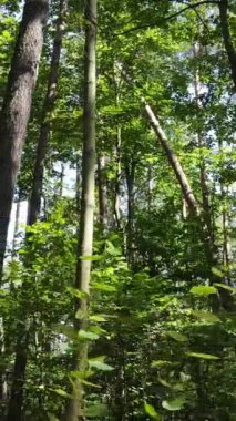 Gündüz vakti ormandaki güzel doğal manzaranın dikey videosu.