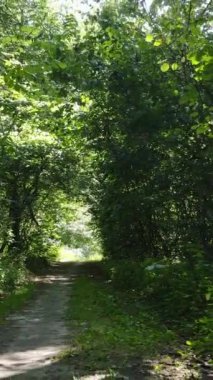 Gündüz vakti ormandaki güzel doğal manzaranın dikey videosu.