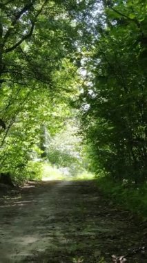 Gündüz vakti ormandaki güzel doğal manzaranın dikey videosu.