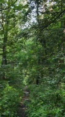 Gündüz vakti ormandaki güzel doğal manzaranın dikey videosu.