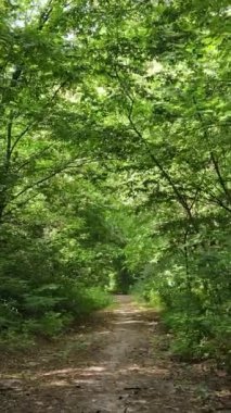 Gündüz vakti ormandaki güzel doğal manzaranın dikey videosu.