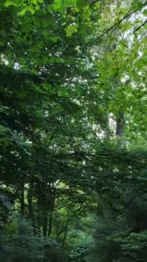 Gündüz vakti ormandaki güzel doğal manzaranın dikey videosu.