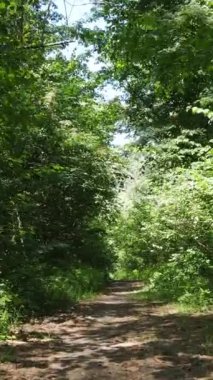 Gündüz vakti ormandaki güzel doğal manzaranın dikey videosu.