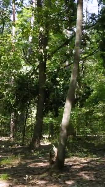 Verticale video van een prachtig natuurlandschap in het bos overdag — Stockvideo