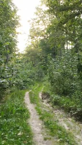Vídeo vertical de un hermoso paisaje natural en el bosque durante el día — Vídeo de stock