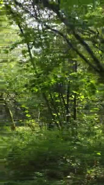 Vidéo verticale d'un beau paysage naturel dans la forêt pendant la journée — Video