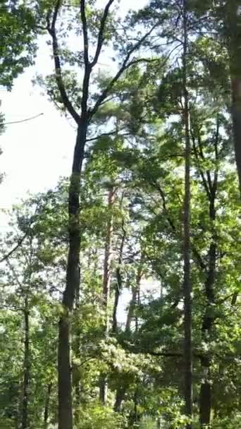 Vídeo vertical de uma bela paisagem natural na floresta durante o dia — Vídeo de Stock