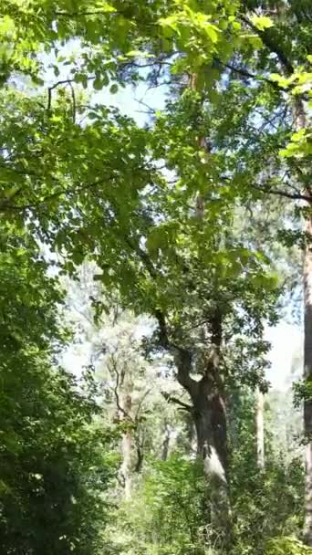 Vídeo vertical de uma bela paisagem natural na floresta durante o dia — Vídeo de Stock