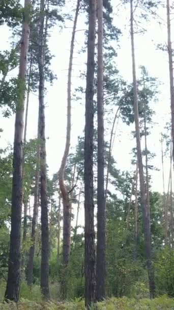 Vídeo vertical de uma bela paisagem natural na floresta durante o dia — Vídeo de Stock