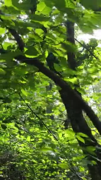 Вертикальное видео красивого природного ландшафта в лесу в течение дня — стоковое видео