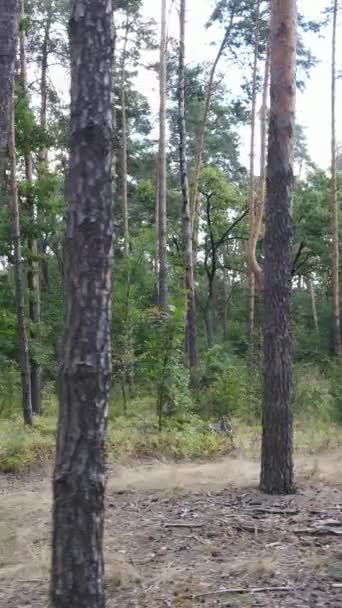 Vidéo verticale d'un beau paysage naturel dans la forêt pendant la journée — Video