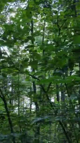 Vertikales Video einer wunderschönen Naturlandschaft im Wald während des Tages — Stockvideo