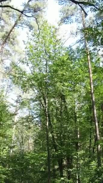 Vídeo vertical de un hermoso paisaje natural en el bosque durante el día — Vídeos de Stock