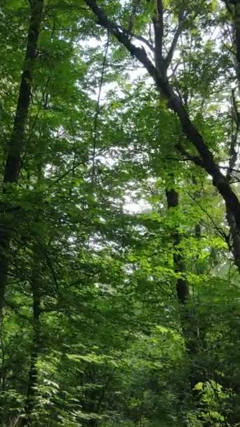 Video verticale di un bellissimo paesaggio naturale nella foresta durante il giorno — Video Stock