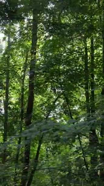 Verticale video van een prachtig natuurlandschap in het bos overdag — Stockvideo