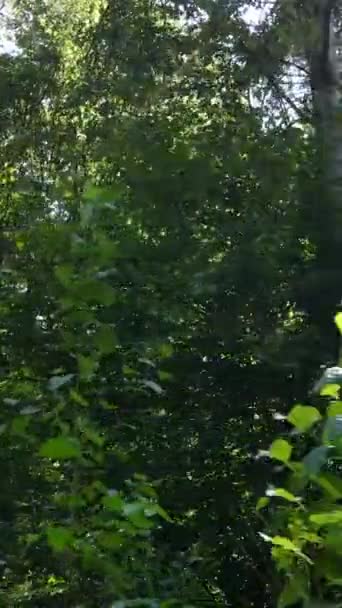 Вертикальне відео красивого природного пейзажу в лісі протягом дня — стокове відео
