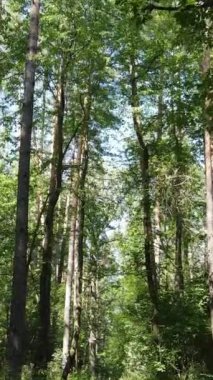 Gündüz vakti ormandaki güzel doğal manzaranın dikey videosu.