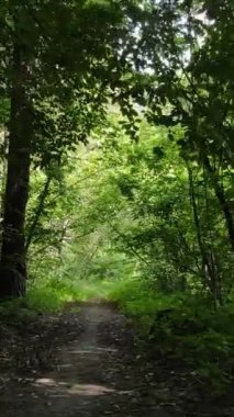 Gündüz vakti ormandaki güzel doğal manzaranın dikey videosu.