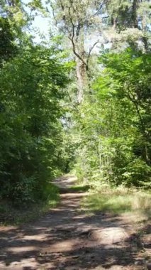 Gündüz vakti ormandaki güzel doğal manzaranın dikey videosu.