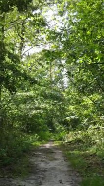 Gündüz vakti ormandaki güzel doğal manzaranın dikey videosu.