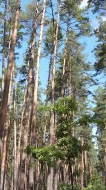 Gündüz vakti ormandaki güzel doğal manzaranın dikey videosu.