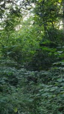 Gündüz vakti ormandaki güzel doğal manzaranın dikey videosu.