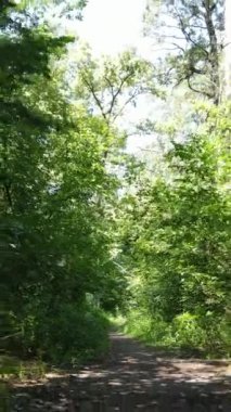 Gündüz vakti ormandaki güzel doğal manzaranın dikey videosu.