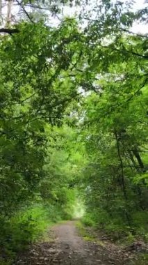 Gündüz vakti ormandaki güzel doğal manzaranın dikey videosu.