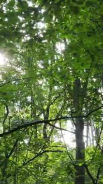 Gündüz vakti ormandaki güzel doğal manzaranın dikey videosu.