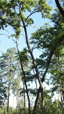 Gündüz vakti ormandaki güzel doğal manzaranın dikey videosu.