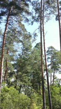 Gündüz vakti ormandaki güzel doğal manzaranın dikey videosu.