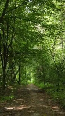 Gündüz vakti ormandaki güzel doğal manzaranın dikey videosu.