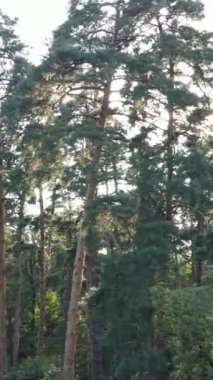 Gündüz vakti ormandaki güzel doğal manzaranın dikey videosu.