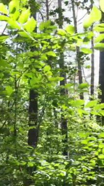 Gündüz vakti ormandaki güzel doğal manzaranın dikey videosu.