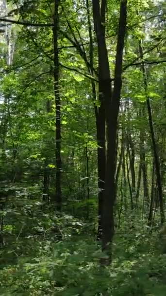 Vertikales Video einer wunderschönen Naturlandschaft im Wald während des Tages — Stockvideo