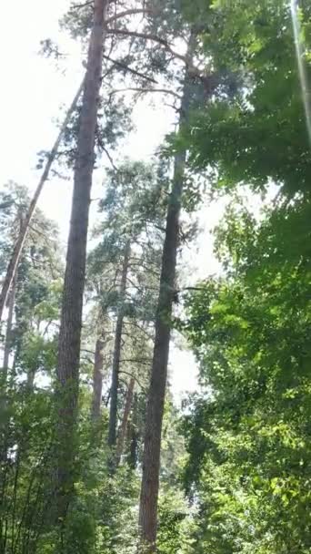 Vertikal video av ett vackert naturlandskap i skogen under dagen — Stockvideo