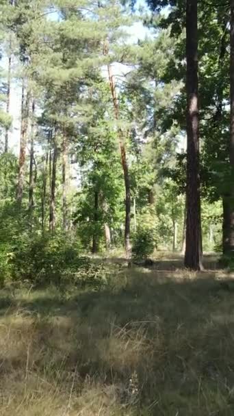 Вертикальное видео красивого природного ландшафта в лесу в течение дня — стоковое видео