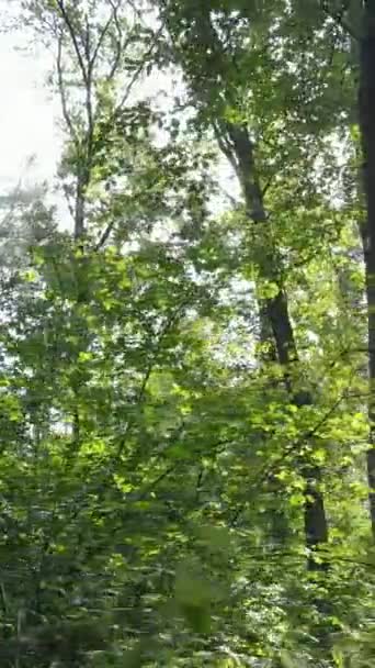 Vídeo vertical de uma bela paisagem natural na floresta durante o dia — Vídeo de Stock