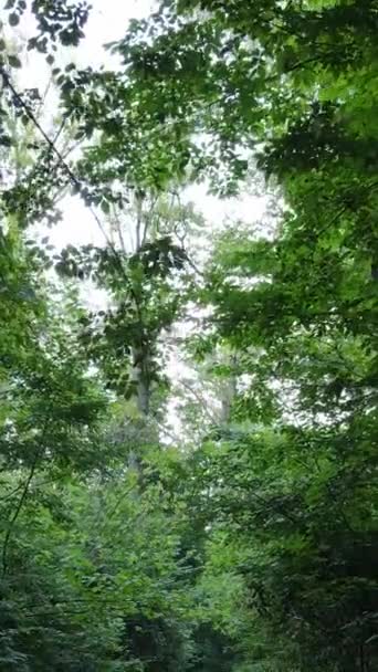 白天森林里美丽的自然景观的垂直录像 — 图库视频影像