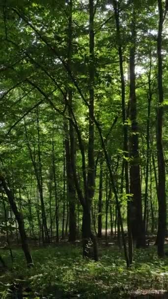 Video verticale di un bellissimo paesaggio naturale nella foresta durante il giorno — Video Stock