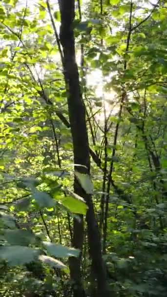 Vertikální video krásné přírodní krajiny v lese během dne — Stock video