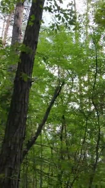 Vertikal video av ett vackert naturlandskap i skogen under dagen — Stockvideo