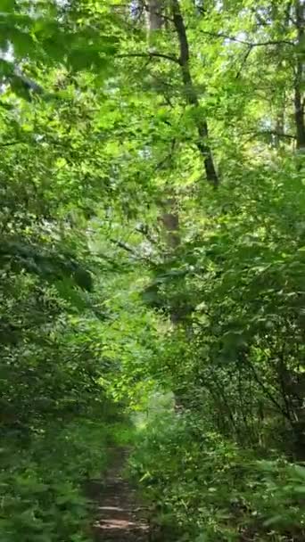 Vídeo vertical de uma bela paisagem natural na floresta durante o dia — Vídeo de Stock