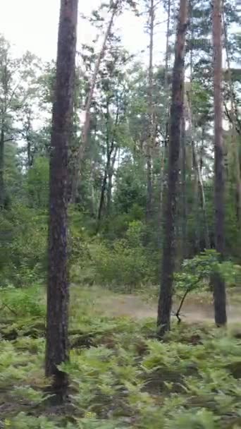 Vidéo verticale d'un beau paysage naturel dans la forêt pendant la journée — Video