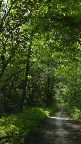 Vídeo vertical de un hermoso paisaje natural en el bosque durante el día — Vídeos de Stock