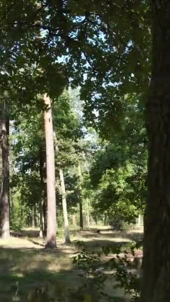 Verticale video van een prachtig natuurlandschap in het bos overdag — Stockvideo