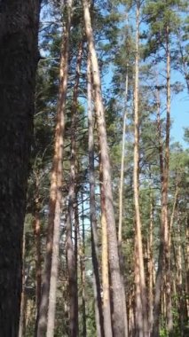 Gündüz vakti ormandaki güzel doğal manzaranın dikey videosu.