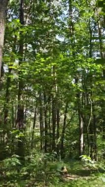 Yazın ormanda gündüz boyunca doğal bir manzaranın dikey videosu.