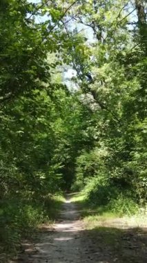 Yazın ormanda gündüz boyunca doğal bir manzaranın dikey videosu.